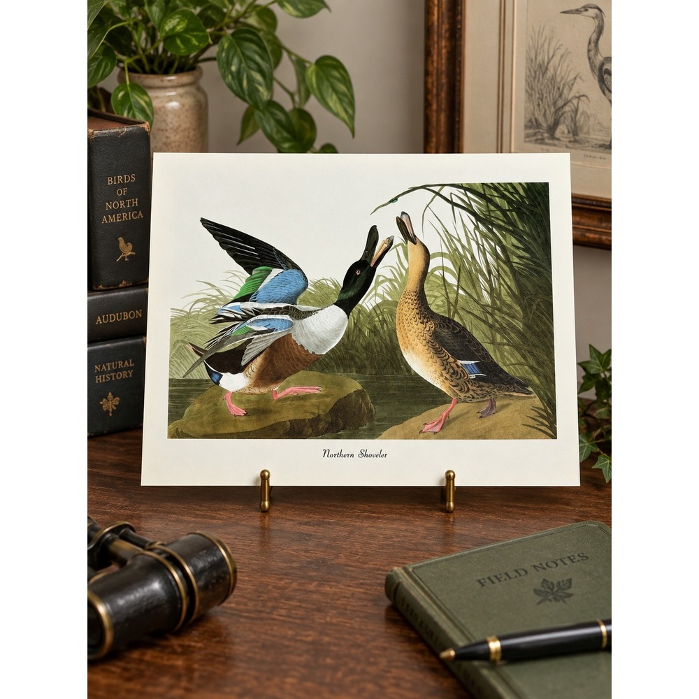 1950 Vintage Print Northern Shoveler American Bird Art Illustration Audubon 8x11
